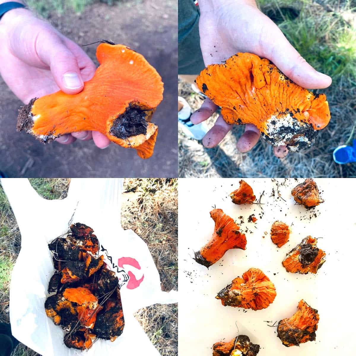 steps to forage for lobster mushrooms